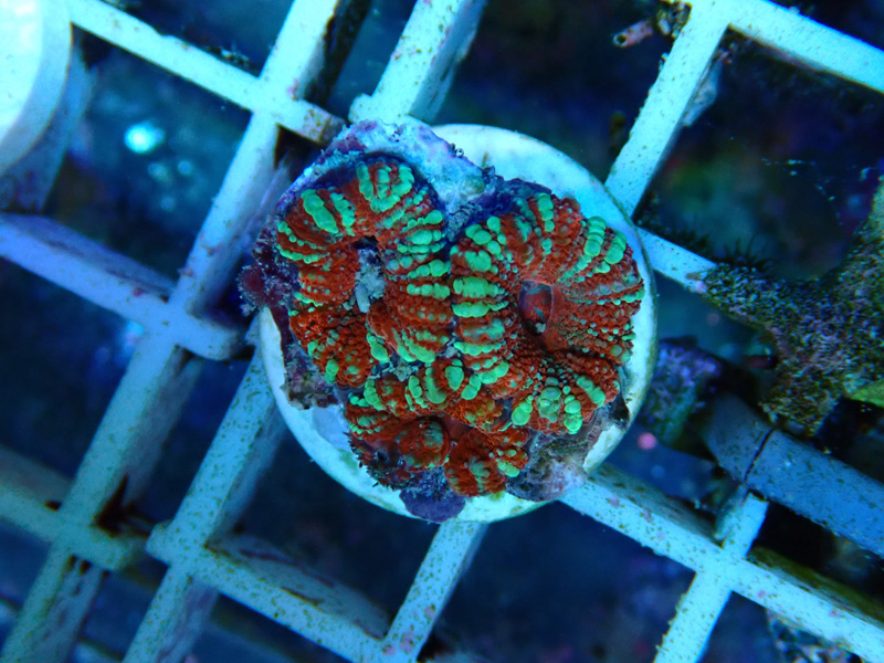 貝殻　サンゴ Amazon | 【貝殻の問屋さん】サンゴ砂【特大/約880g】 | 貝殻